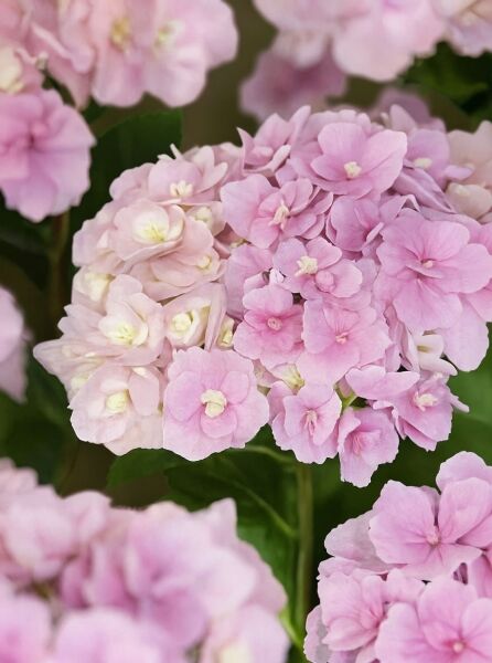 Bauern-Hortensie Hydrangea macrophylla 'Magical Amethyst'® mit rosafarbenen Blütenbällen und grünen Blättern