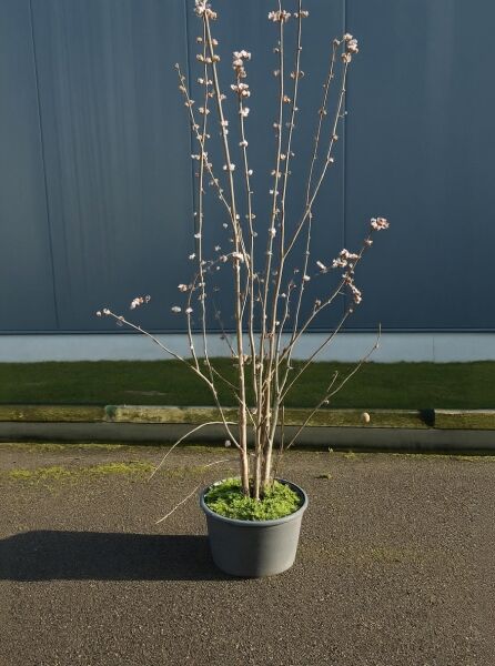 Viburnum bodnantense 'Dawn' – Bodnant Schneeball 'Dawn' / Winterschneeball, mehrtriebiger Strauch im Topf C25, 125–150 cm