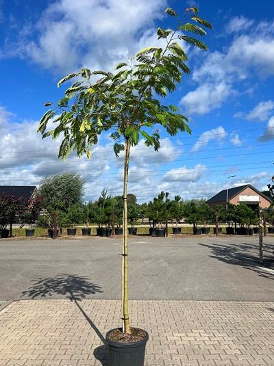 Albizia julibrissin (Seidenbaum/Schlafbaum) Hochstamm 12-14 StU im Container mit geradem Stamm und verzweigter Krone