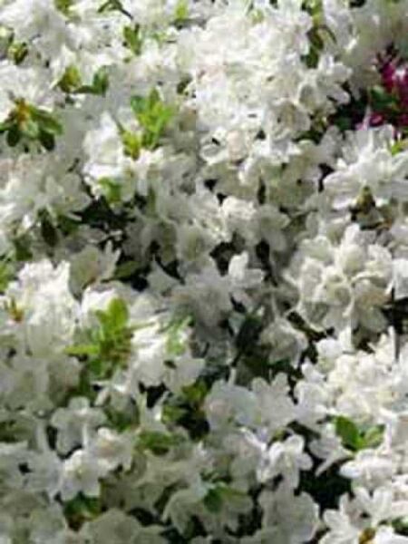 Rhododendron obtusum 'White Lady' / Japanische Azalee 'White Lady'