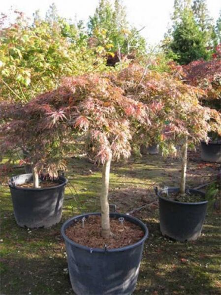 Acer palmatum 'Inaba shidare' auf Stamm / Fächerahorn 'Inaba shidare' / Japanischer Ahorn