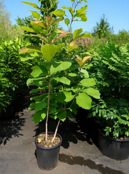 Schirm-Magnolia (Magnolia tripetala) 125-150 cm C20, mehrtriebige Jungpflanze im Topf mit großen grünen Blättern