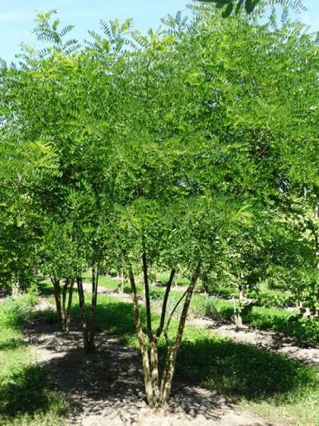 Japanische Zelkove / Keakibaum 'mehrstämmig' / Zelkova serrata