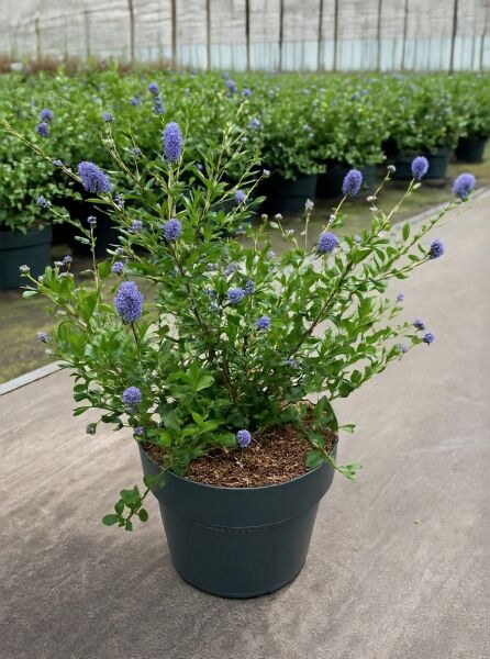 Säckelblume 'Victoria' (Ceanothus impressus 'Victoria') im Topf, 40-60 cm, C5, grünes Laub und blaue Blütenstände