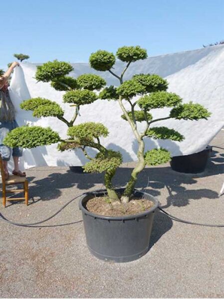 Garten-Bonsai (101171) / Ulmus minor 'Jacqueline Hillier' H: 190 cm B: 230 cm