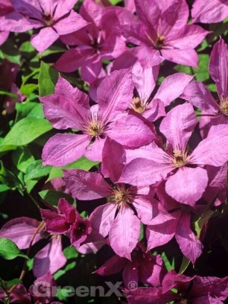 Waldrebe 'Margaret Hunt' / Clematis 'Margaret Hunt'