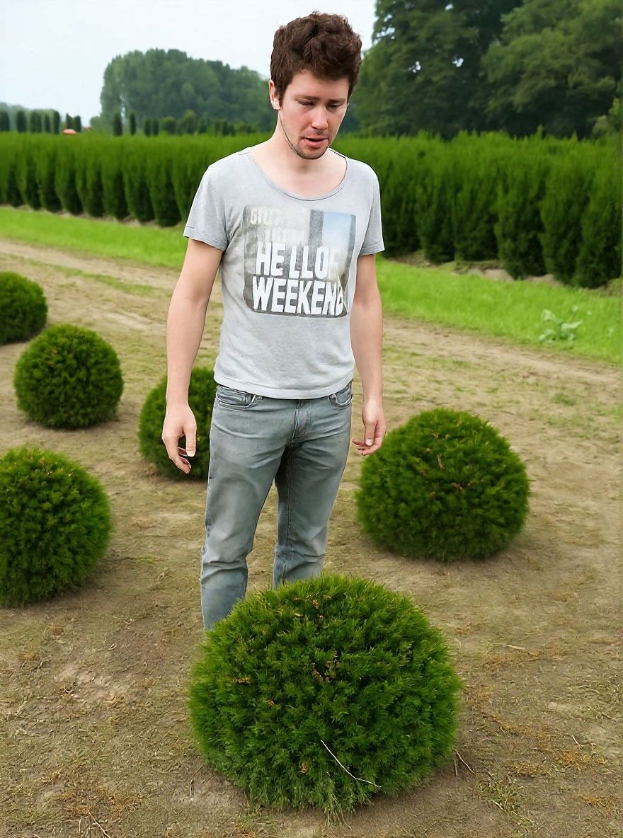 Heimische Eibe 'Kugel' - Taxus baccata 'Kugel' - Baumschule NewGarden