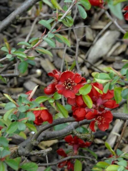 Zierquitte 'Rubra' / Chaenomeles speciosa 'Rubra'