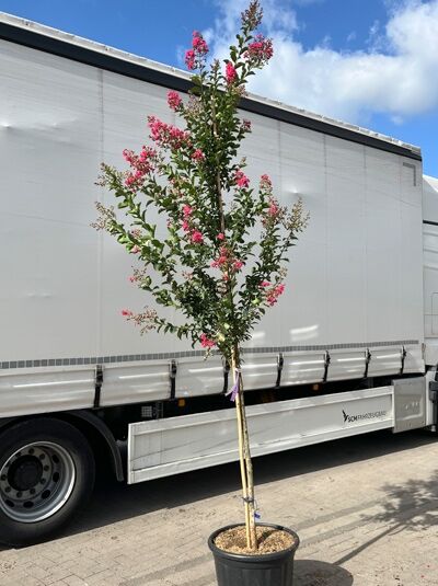 Indische Lagerströmie 'Tuscarora' / Lagerstroemia indica 'Tuscarora' (1577331) 100 cm Stamm (300-350 cm Gesamthöhe)