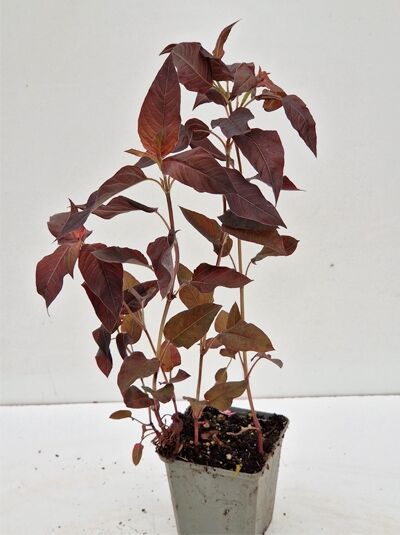 Lysimachia ciliata 'Firecracker' (Bewimperter Garten-Felberich) P9, Jungpflanze im Topf mit bronzefarbenen Blättern