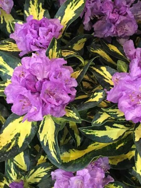Rhododendron Hybride 'Blattgold' / Rhododendron 'Blattgold'