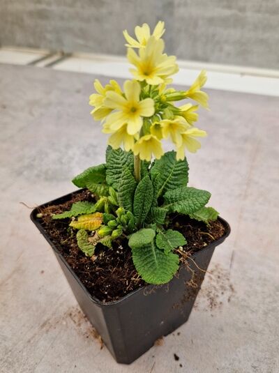 Primula elatior (Himmelschlüssel, Wald-Schlüsselblume) P9 im Topf mit gelben Blüten und grünen Blättern