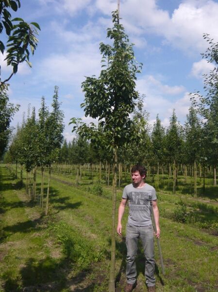 Malus domestica 'Bramley's Seedling' / Apfel 'Bramley's Seedling' Hochstamm, gerader Stamm mit hoch angesetzter Krone und Laub.
