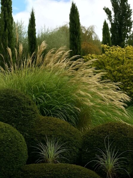 Miscanthus transmorrisonensis (Chinaschilf) als Ziergras mit langen, überhängenden Halmen und silbrigen Blütenrispen im Beet.