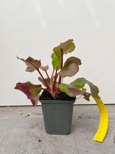Garten-Bergenie 'Morgenröte' - Bergenia cordifolia 'Morgenröte'
