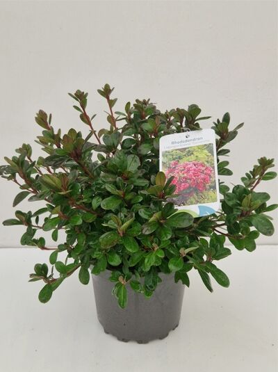 Japanische Azalee &#039;Canzonetta&#039; / Rhododendron obtusum &#039;Canzonetta&#039;