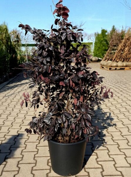 Loropetalum chinense 'Black Pearl'® / Riemenblüte 'Black Pearl'®, Strauch im Container C20, 125-150 cm, dunkelpurpurnes Laub