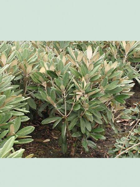 Rhododendron rex x smirnowii 'Silberpfeil' / Rhododendron 'Silberpfeil', kompakter Strauch mit länglichen, grünen Blättern.