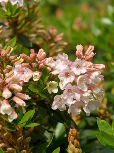 Rhododendron 'Bloombux' ® EU-S / Rhododendron micranthum 'Bloombux' ® EU-S