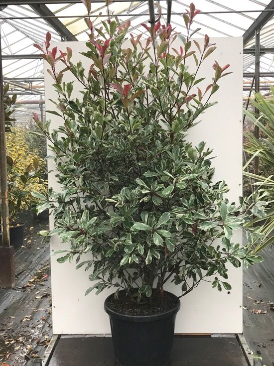 wurzel glanzmispel Glanzmispel Red Robin (Photinia x fraseri 'Red Robin') | 150-175 cm mit  Wurzelballen