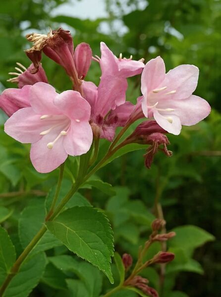 Weigela florida 'Rosea' / Liebliche Weigelie 'Rosea' mit hellrosa, trompetenförmigen Blüten und grünen Blättern