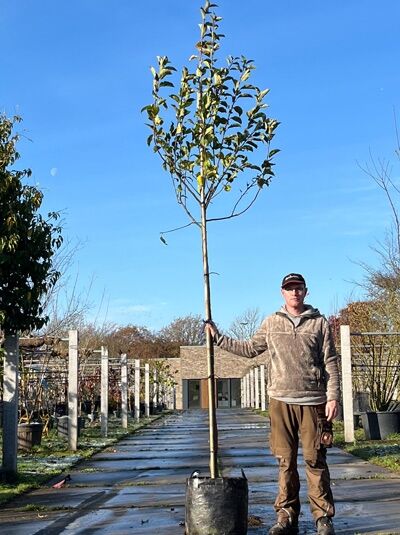 Malus domestica 'Court-Pendu' / Apfel 'Court-Pendu' Hochstamm 12-14 StU im Container, Baum mit Stamm und Krone im Topf