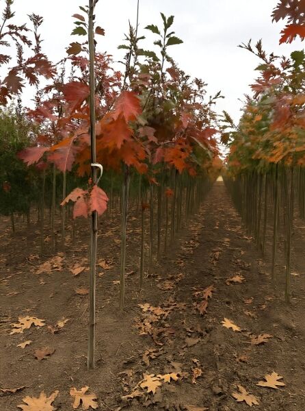 Quercus coccinea / Scharlach-Eiche Hochstamm 10-12 StU m. Db., junge Bäume in Reihen mit rotbraunem Herbstlaub