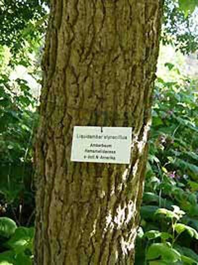 Amberbaum 'Dachform/Dachspalier'
