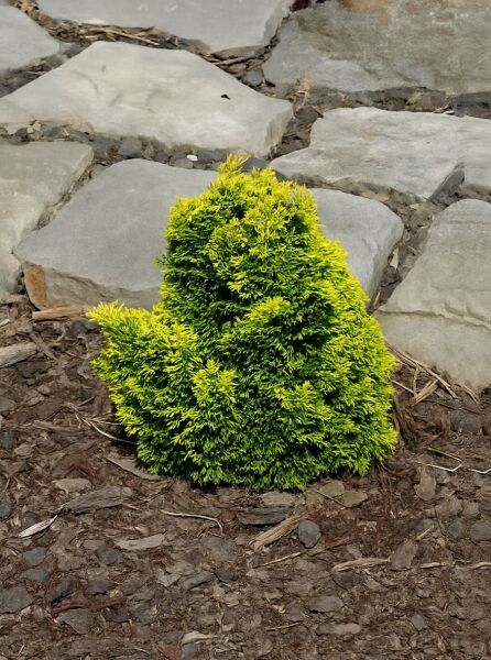 Hinoki-Scheinzypresse 'Aurora' (Chamaecyparis obtusa 'Aurora'), kompakter Strauch mit gelbgrünem, dichtem Nadelwerk.