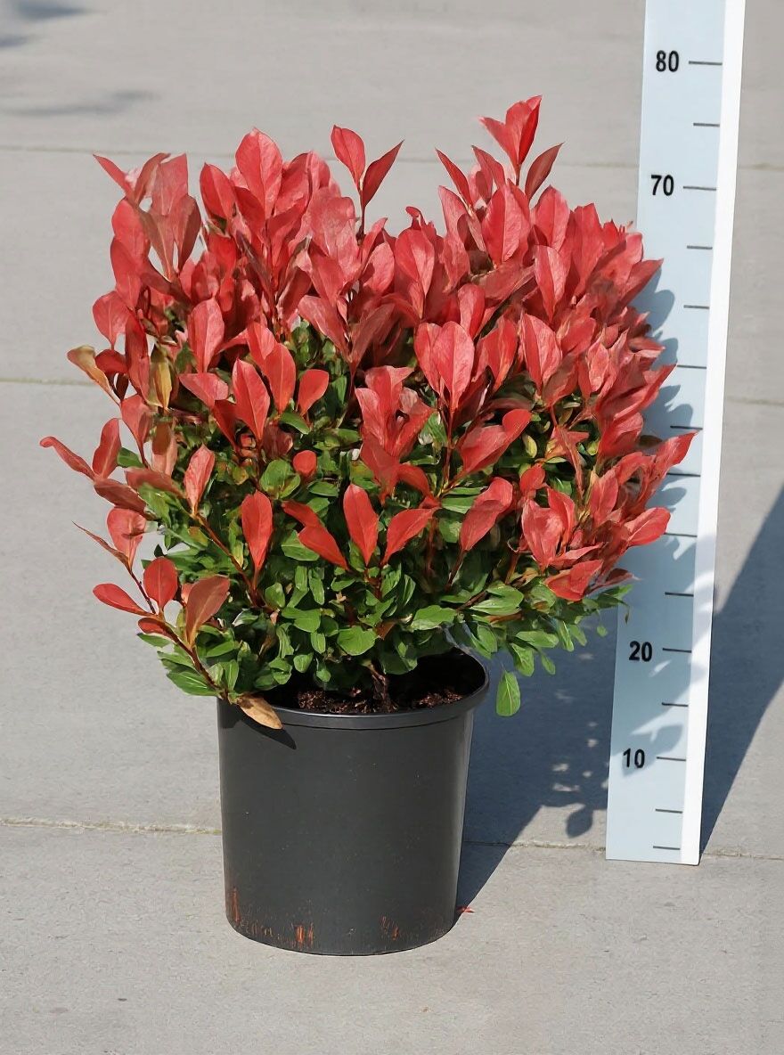 Zwerg-Glanzmispel 'Little Red Robin' - Photinia fraseri 'Little Red Robin'