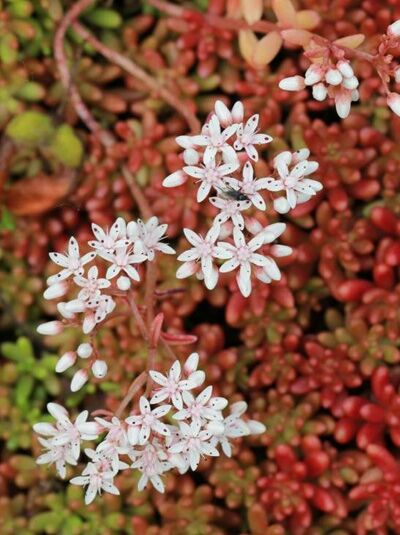 Sedum album 'Coral Carpet' / Rotmoos-Mauerpfeffer 'Coral Carpet' mit rötlichem Polster und weißen sternförmigen Blüten