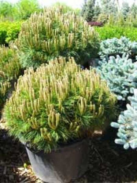 Pinus nigra 'Brepo' / Kugel-Schwarzkiefer