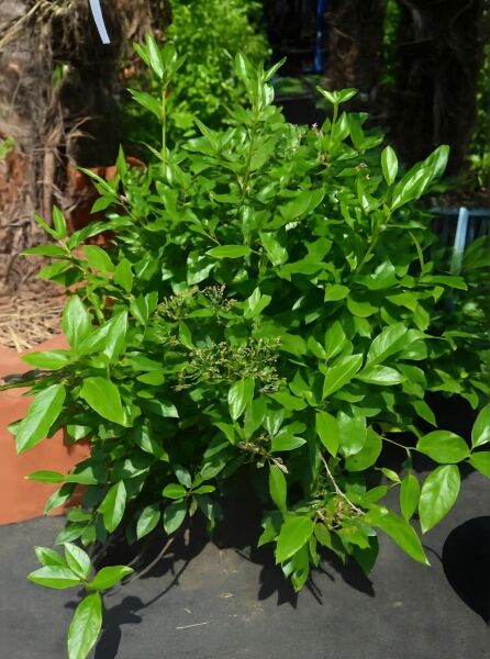 Viburnum tinus / Mittelmeer-Schneeball 40–50 cm C10, buschiger Strauch im Topf mit glänzend grünen Blättern und Knospenständen.