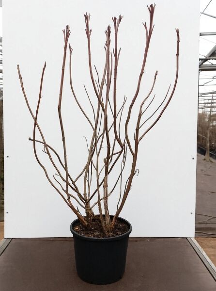 Samt-Hortensie Hydrangea villosa 'Anthony Bullivant' im Pflanztopf, mehrtriebiger Strauch ohne Laub, 100-125 cm, C20