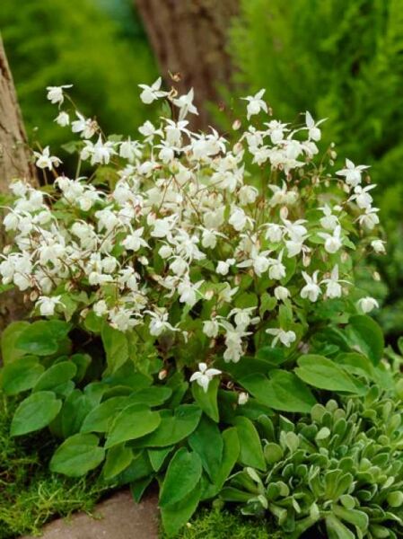 Polster-Elfenblume 'Niveum' / Epimedium youngianum 'Niveum'