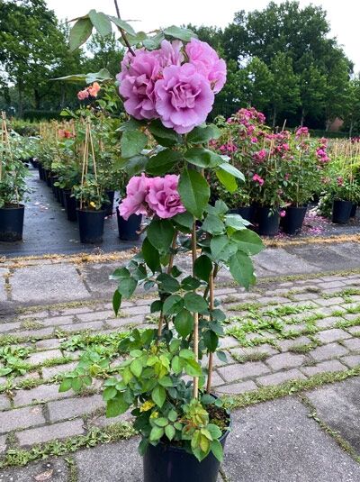 Kletterrose 'Orienta' ® Aladdin / Kletterrose 'Orienta' ® Aladdin