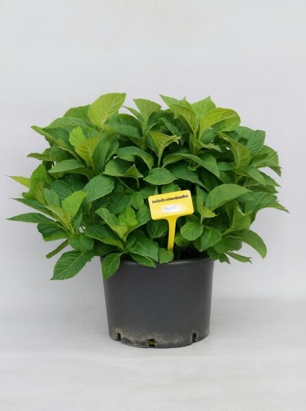 Bauern-Hortensie Bela ® (Hydrangea macrophylla 'Bela ®') 50-80 cm C12 im Topf, grünes Laub, ohne Blüten.