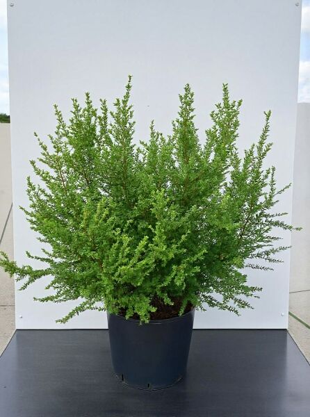 Fächer-Ulme ’Sagei‘ (Ulmus parvifolia ’Sagei‘) 100-125 cm im C20-Container, buschiger Wuchs mit dichtem Laub.