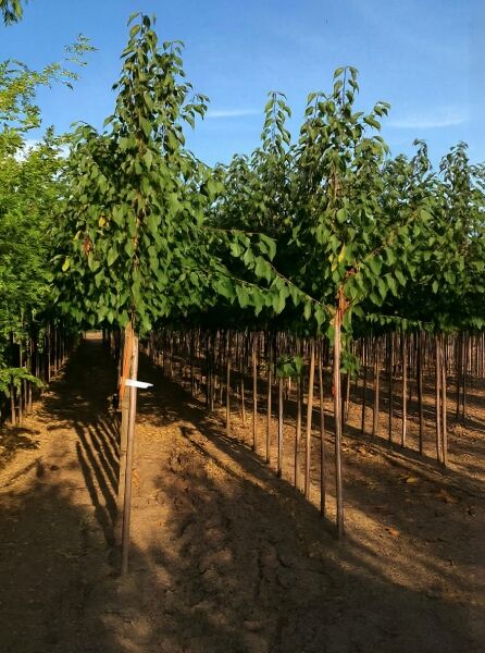 Prunus cerasus 'Schattenmorelle' – Sauerkirsche 'Schattenmorelle' Hochstamm 10-12 StU, veredelt, mit Stamm und belaubter Krone.