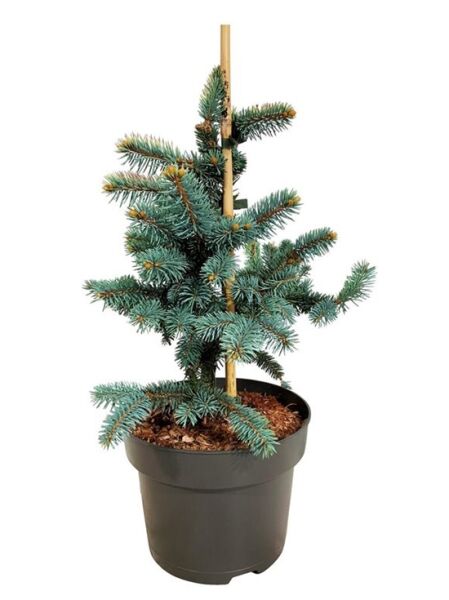 Blaufichte 'Bialobok' / Picea pungens 'Bialobok'