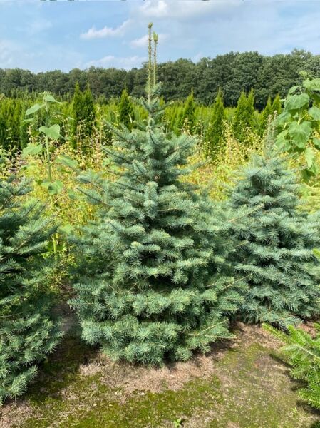Kolorado-Tanne / Abies concolor