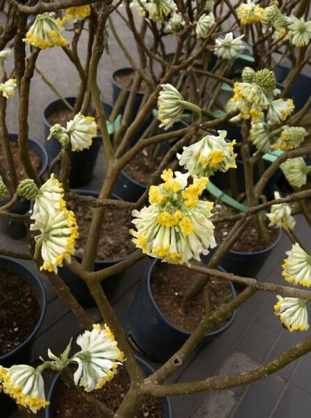 Japanischer Papierbusch (Edgeworthia chrysantha) im Topf, verzweigte Triebe mit hängenden Blütenständen in Weiß und Gelb.