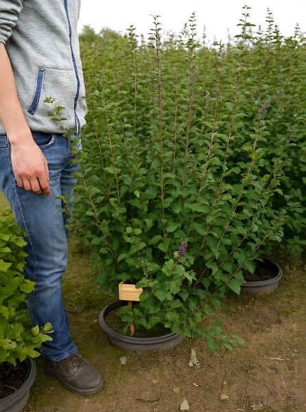 Syringa chinensis 'Dark Purple' / Chinesischer Flieder 'Dark Purple' 100-125 cm C20, Strauch im Container mit grünen Blättern und Knospen