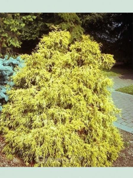 Gelbe Fadenzypresse 'Filifera Aurea' / Chamaecyparis pisifera 'Filifera Aurea'
