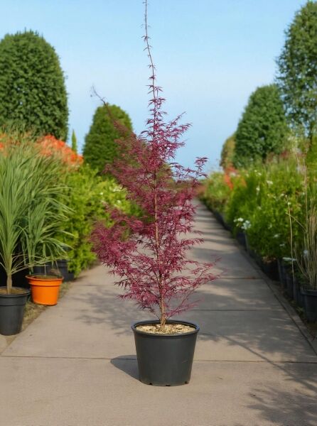 Roter Fächer-Ahorn (Acer palmatum 'Fireglow') 150–175 cm im Container C35, rotes filigranes Laub, mehrtriebig.