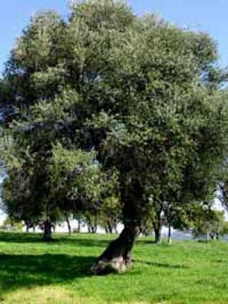 Olea europaea / Olivenbaum / Echter Ölbaum