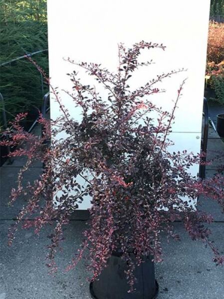 Berberis thunbergii 'Rose Glow' / Berberitze 'Rose Glow' 100–125 cm C20, buschiger Strauch im Container mit rotviolettem Laub.