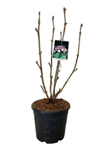 Samt-Hortensie / Fell-Hortensie / Hydrangea aspera 'Macrophylla'