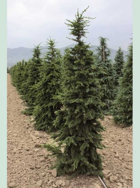Cedrus libani (Libanon-Zeder) 175–200 cm m. Db., aufrecht wachsender Nadelbaum mit dichtem, grünem Nadelkleid im Feldanbau.