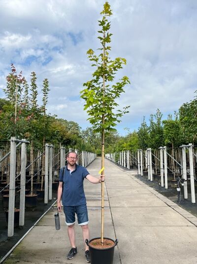 Acer platanoides 'Princeton Gold' (Gold-Ahorn) Hochstamm 8-10 StU im Container, schlanker Stamm mit gelbgrünem Laub in Baumschule